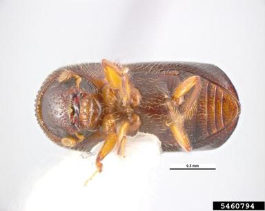 black stem borer, Xylosandrus germanus  (Coleoptera: Curculionidae) - 5460794