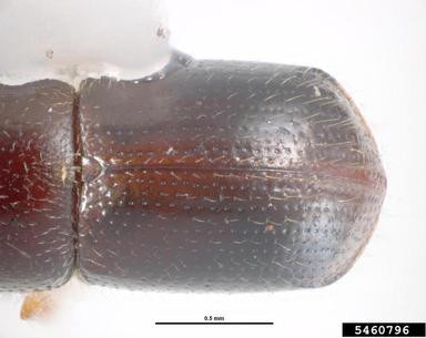 black stem borer, Xylosandrus germanus  (Coleoptera: Curculionidae) - 5460796