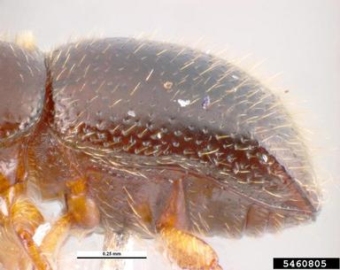black twig borer, Xylosandrus compactus  (Coleoptera: Curculionidae) - 5460805