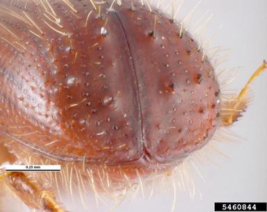 ambrosia beetle, Xyleborus monographus  (Coleoptera: Curculionidae) - 5460844