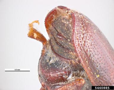 middle elm tree split bark beetle, Scolytus laevis  (Coleoptera: Curculionidae) - 5460885