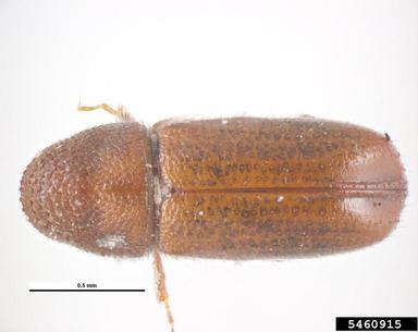 bark beetle, Pityophthorus buyssoni  (Coleoptera: Curculionidae) - 5460915