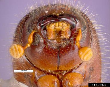 ambrosia beetle, Xyleborus pelliculosus  (Coleoptera: Curculionidae) - 5460963