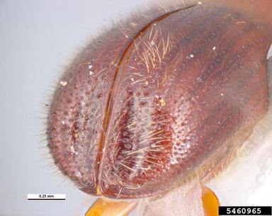 ambrosia beetle, Xyleborus pelliculosus  (Coleoptera: Curculionidae) - 5460965