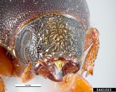 large elm beetle, Scolytus scolytus  (Coleoptera: Curculionidae) - 5461023