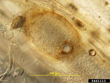 Ascochyta fungi (Ascochyta spp. ) on hydrangea (Hydrangea spp. ) - 5461113