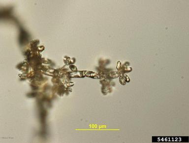 gray molds (Botrytis spp. ) on hydrangea (Hydrangea spp. ) - 5461123