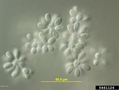 gray molds (Botrytis spp. ) on hydrangea (Hydrangea spp. ) - 5461126