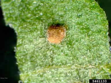 rust (Puccinia hyssopi ) on giant hyssop (Agastache spp. ) - 5461133