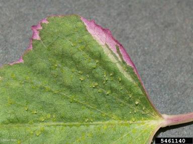 edema (  ) on sweetpotato (Ipomoea batatas ) - 5461140
