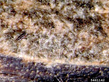 iris leaf spot (Davidiella macrospora ) on iris (Iris spp. ) - 5461142