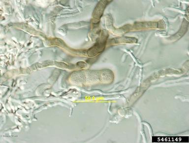 iris leaf spot (Davidiella macrospora ) on iris (Iris spp. ) - 5461149