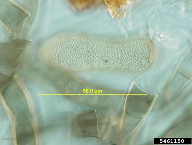 iris leaf spot (Davidiella macrospora ) on iris (Iris spp. ) - 5461150