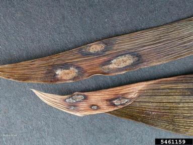 iris leaf spot (Davidiella macrospora ) on iris (Iris spp. ) - 5461159