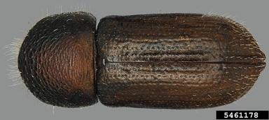 ambrosia beetle, Trypodendron rufitarsis  (Coleoptera: Curculionidae) - 5461178