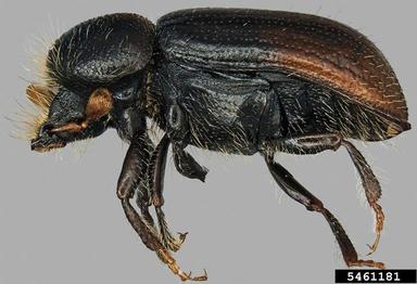 ambrosia beetle, Trypodendron rufitarsis  (Coleoptera: Curculionidae) - 5461181