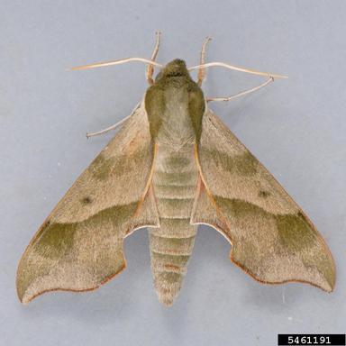 virginiacreeper sphinx, Darapsa myron  (Lepidoptera: Sphingidae) - 5461191