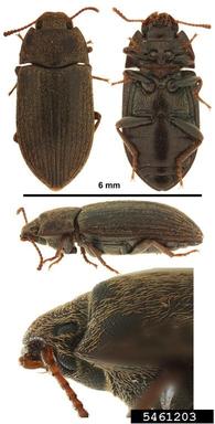 tenebrionid beetle, Blapstinus spp.  (Coleoptera: Tenebrionidae) - 5461203