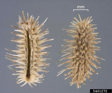 hedgeparsley, Torilis arvensis  (Apiales: Apiaceae) - 5461272