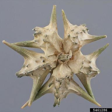 puncturevine, Tribulus terrestris  (Sapindales: Zygophyllaceae) - 5461286