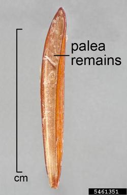 ripgut brome, Bromus diandrus  (Cyperales: Poaceae) - 5461351