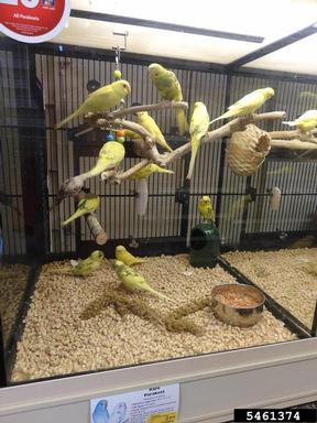 budgerigar, Melopsittacus undulatus  (Psittaciformes: Psittacidae) - 5461374