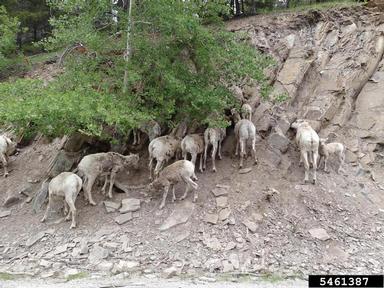 mountain goat, Oreamnos americanus  (Artiodactyla: Bovidae) - 5461387