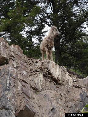 mountain goat, Oreamnos americanus  (Artiodactyla: Bovidae) - 5461394