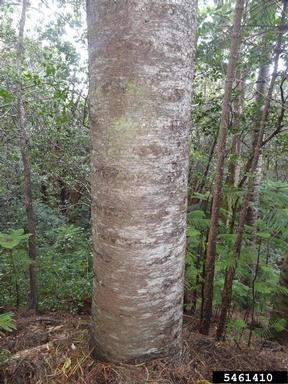 Norfolk island pine, Araucaria heterophylla  (Pinales: Araucariaceae) - 5461410