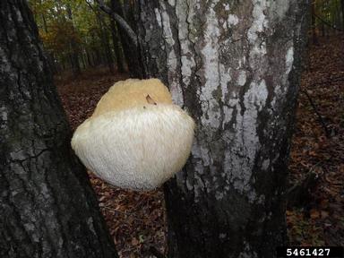 Hericium fungi, Hericium spp.  (Russulales: Hericiaceae) - 5461427