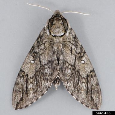 waved sphinx, Ceratomia undulosa  (Lepidoptera: Sphingidae) - 5461455