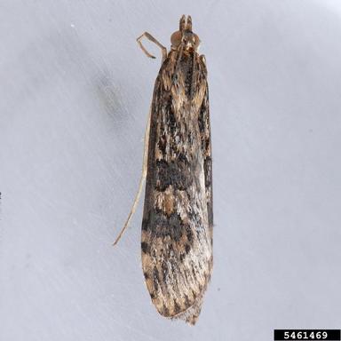 lucerne moth, Nomophila nearctica  (Lepidoptera: Crambidae) - 5461469