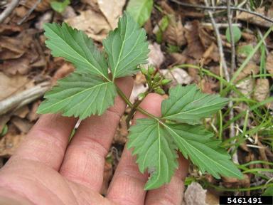 crinkleroot, Cardamine diphylla  (Capparales: Brassicaceae) - 5461491
