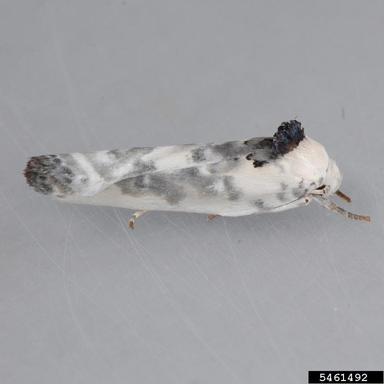 moth, Antaeotricha leucillana  (Lepidoptera: Oecophoridae) - 5461492