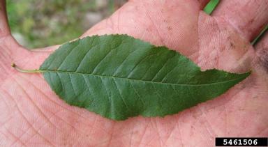 pin cherry, Prunus pensylvanica  (Rosales: Rosaceae) - 5461506