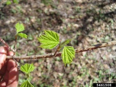 mountain maple, Acer spicatum  (Sapindales: Aceraceae) - 5461508