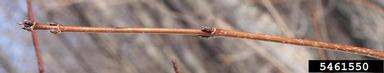 sugar maple, Acer saccharum  (Sapindales: Aceraceae) - 5461550