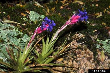 airplant, Tillandsia aeranthos  (Bromeliales: Bromeliaceae) - 5461564