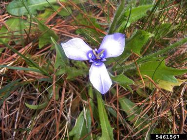 prairienymph, Herbertia lahue  (Liliales: Iridaceae) - 5461567