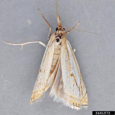 snout moth, Crambus saltuellus  (Lepidoptera: Crambidae) - 5461573