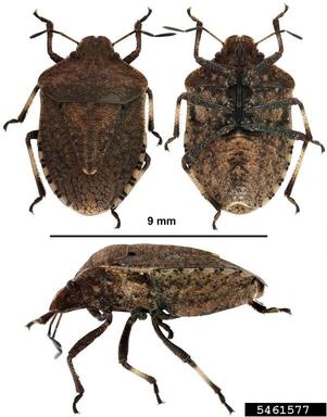 shield bug (Dictyotus spp. ) on hydrangea (Hydrangea spp. ) - 5461577