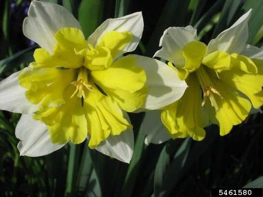 daffodils, Narcissus spp.  (Liliales: Liliaceae) - 5461580