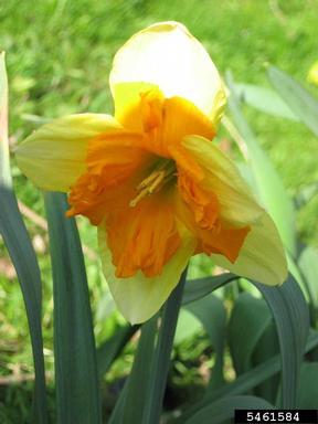 daffodils, Narcissus spp.  (Liliales: Liliaceae) - 5461584