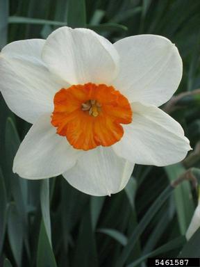daffodils, Narcissus spp.  (Liliales: Liliaceae) - 5461587