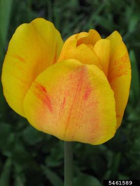 tulip, Tulipa spp.  (Liliales: Liliaceae) - 5461589