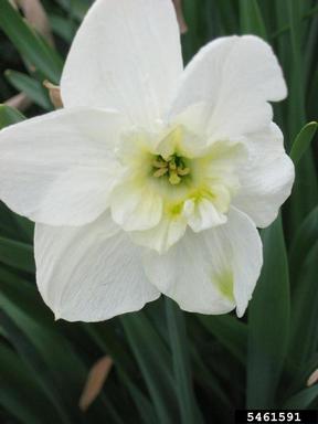 daffodils, Narcissus spp.  (Liliales: Liliaceae) - 5461591