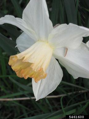 daffodils, Narcissus spp.  (Liliales: Liliaceae) - 5461600