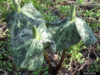 trillium, Trillium spp.  (Liliales: Liliaceae) - 5461604
