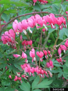bleeding heart, Dicentra spp.  (Papaverales: Fumariaceae) - 5461628