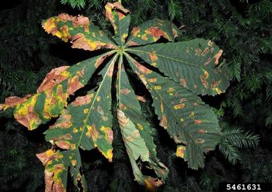 horse chestnut leafminer, Cameraria ohridella  (Lepidoptera: Gracillariidae) - 5461631